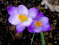 crocus